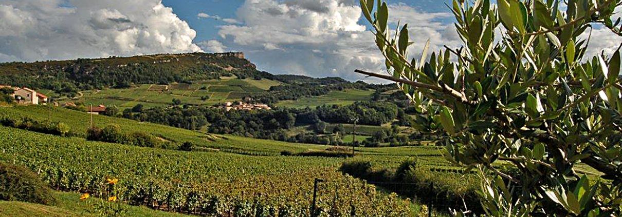 Vineyard